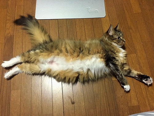 ペット手帳 ベストショット