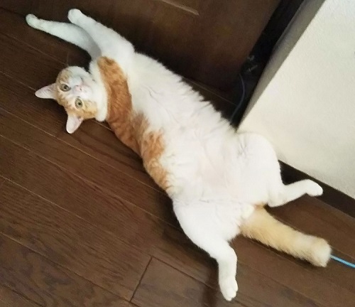 ペット手帳 ベストショット