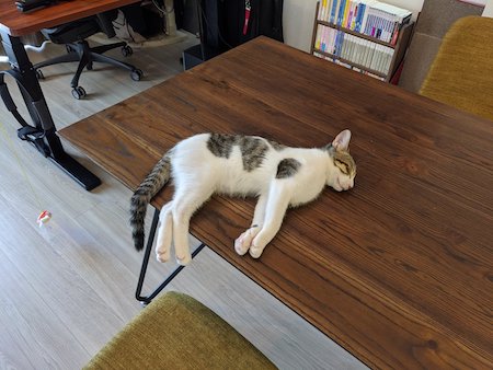猫の寝落ち