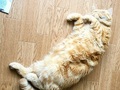 【ベストショット】面白いポーズの猫ちゃんたち 2020年9月号
