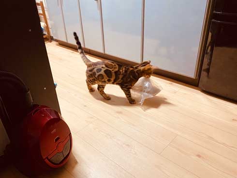猫 ベンガル 買い物袋 器用 開けて お惣菜 持ち帰り 賢い 不機嫌