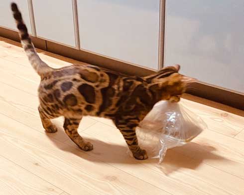 猫 ベンガル 買い物袋 器用 開けて お惣菜 持ち帰り 賢い 不機嫌