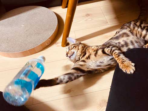 猫 ベンガル 買い物袋 器用 開けて お惣菜 持ち帰り 賢い 不機嫌