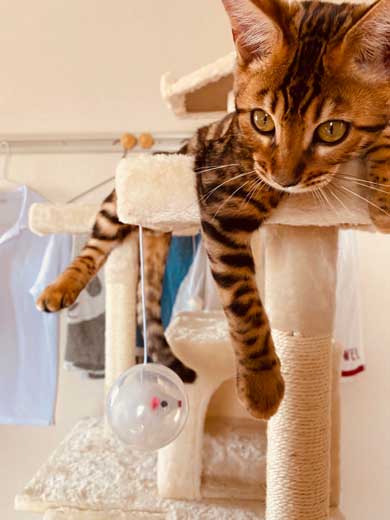 猫 ベンガル 買い物袋 器用 開けて お惣菜 持ち帰り 賢い 不機嫌