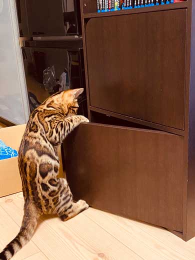 猫 ベンガル 買い物袋 器用 開けて お惣菜 持ち帰り 賢い 不機嫌