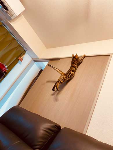 猫 ベンガル 買い物袋 器用 開けて お惣菜 持ち帰り 賢い 不機嫌