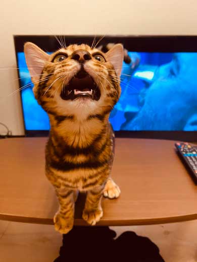 猫 ベンガル 買い物袋 器用 開けて お惣菜 持ち帰り 賢い 不機嫌