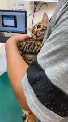 猫 ベンガル 買い物袋 器用 開けて お惣菜 持ち帰り 賢い 不機嫌