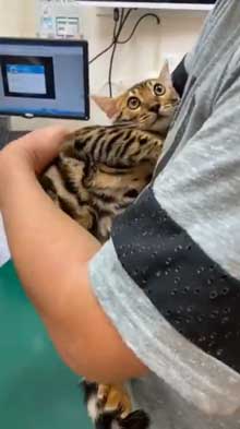 猫 ベンガル 買い物袋 器用 開けて お惣菜 持ち帰り 賢い 不機嫌