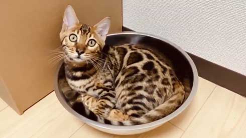 猫 ベンガル 買い物袋 器用 開けて お惣菜 持ち帰り 賢い 不機嫌