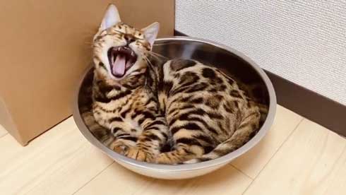 猫 ベンガル 買い物袋 器用 開けて お惣菜 持ち帰り 賢い 不機嫌