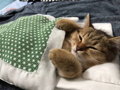ねこ