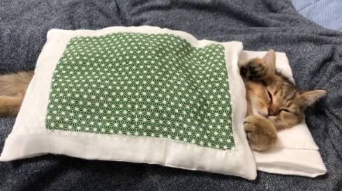 みにら君 みにら日記 フトン 猫