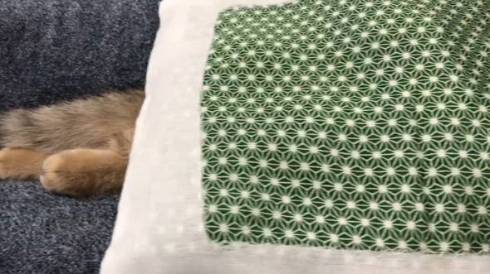 みにら君 みにら日記 フトン 猫