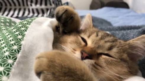 みにら君 みにら日記 フトン 猫