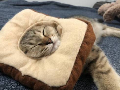 みにら君 みにら日記 フトン 猫