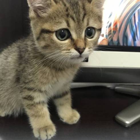 みにら君 みにら日記 フトン 猫