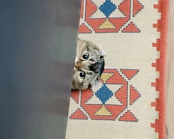 生えてきた猫ちゃん