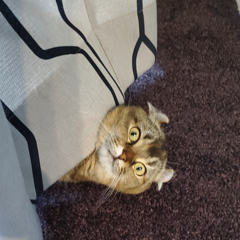 生えてきた猫ちゃん