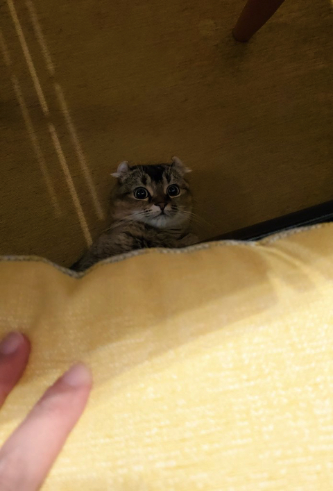 生えてきた猫ちゃん