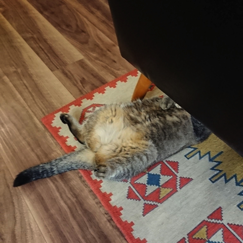 生えてきた猫ちゃん