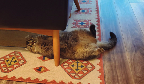 生えてきた猫ちゃん