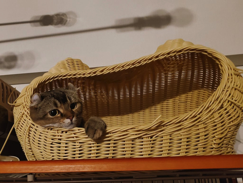 生えてきた猫ちゃん