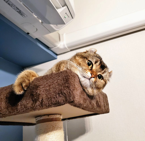 生えてきた猫ちゃん