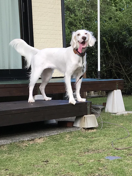 どや顔麦ちゃん