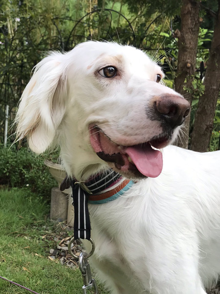 麦ちゃん顔アップ