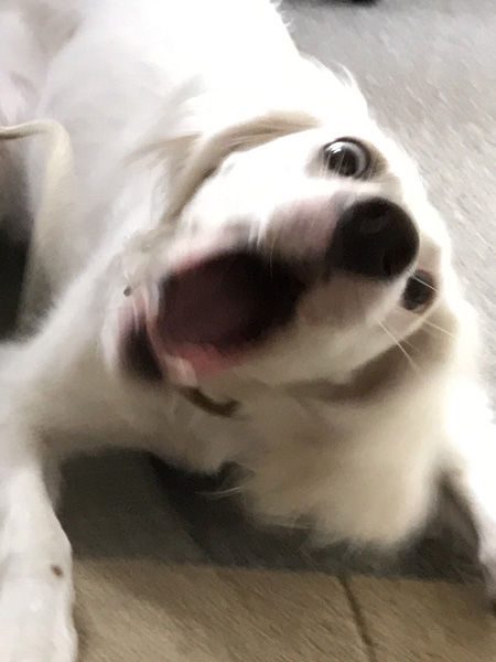 心霊写真麦ちゃん