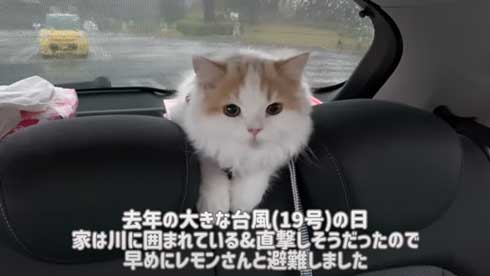 阻止ねこ