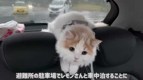 猫 台風 19号 ペット 車 避難 車中泊 レモン
