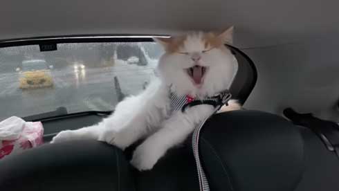 猫 台風 19号 ペット 車 避難 車中泊 レモン