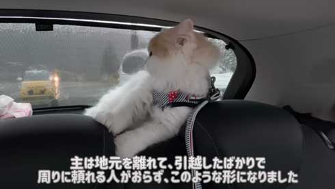 猫 台風 19号 ペット 車 避難 車中泊 レモン