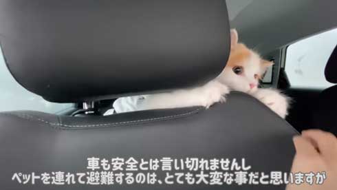 猫 台風 19号 ペット 車 避難 車中泊 レモン