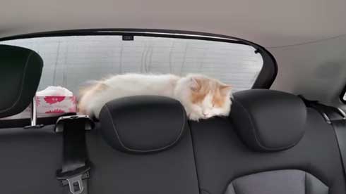 猫 台風 19号 ペット 車 避難 車中泊 レモン