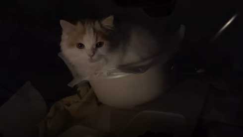 猫 台風 19号 ペット 車 避難 車中泊 レモン