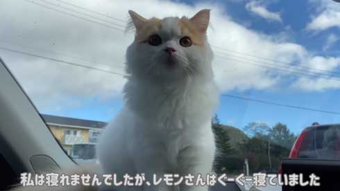 猫 台風 19号 ペット 車 避難 車中泊 レモン