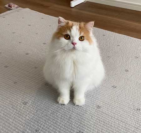 猫 台風 19号 ペット 車 避難 車中泊 レモン