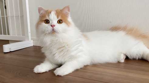 猫 台風 19号 ペット 車 避難 車中泊 レモン