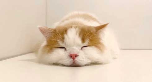 猫 台風 19号 ペット 車 避難 車中泊 レモン