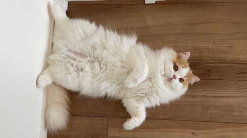 猫 台風 19号 ペット 車 避難 車中泊 レモン