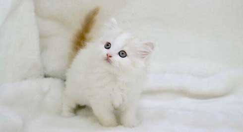 猫 台風 19号 ペット 車 避難 車中泊 レモン