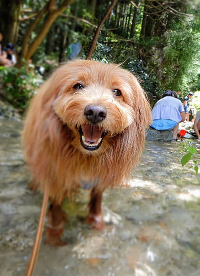 アマビエわんこ