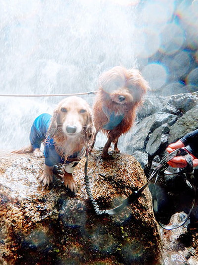 アマビエわんこ