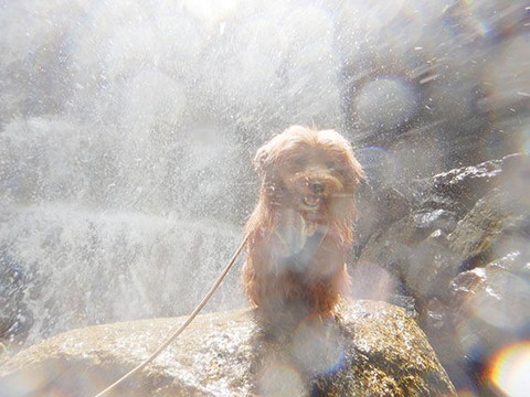 アマビエわんこ