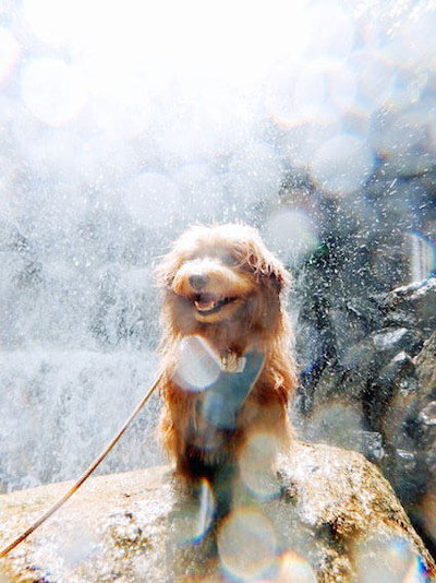 アマビエわんこ