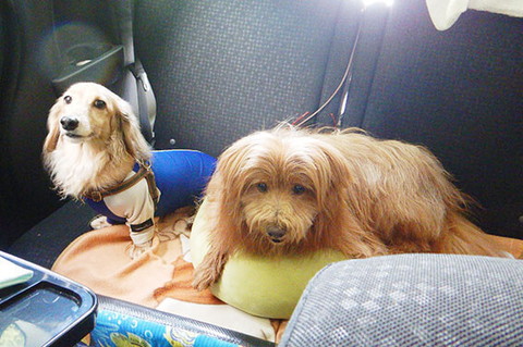 アマビエわんこ