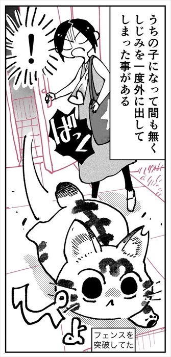 ねこしじみ